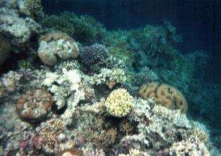 Underwaterworld 